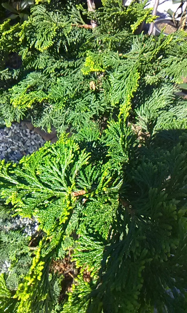Golden Japanese Hinoki Cypress (Chamaecyparis obtusa 'Aurea') - image 2
