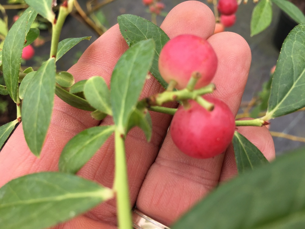 Pink Lemonade Blueberry - Pink Fruiting High-Bush - image 2
