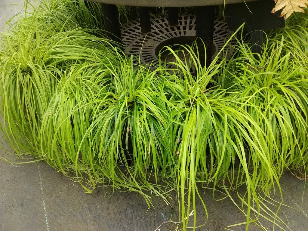 EverColor Everillo Sedge (Carex oshimensis 'Everillo') - image 2