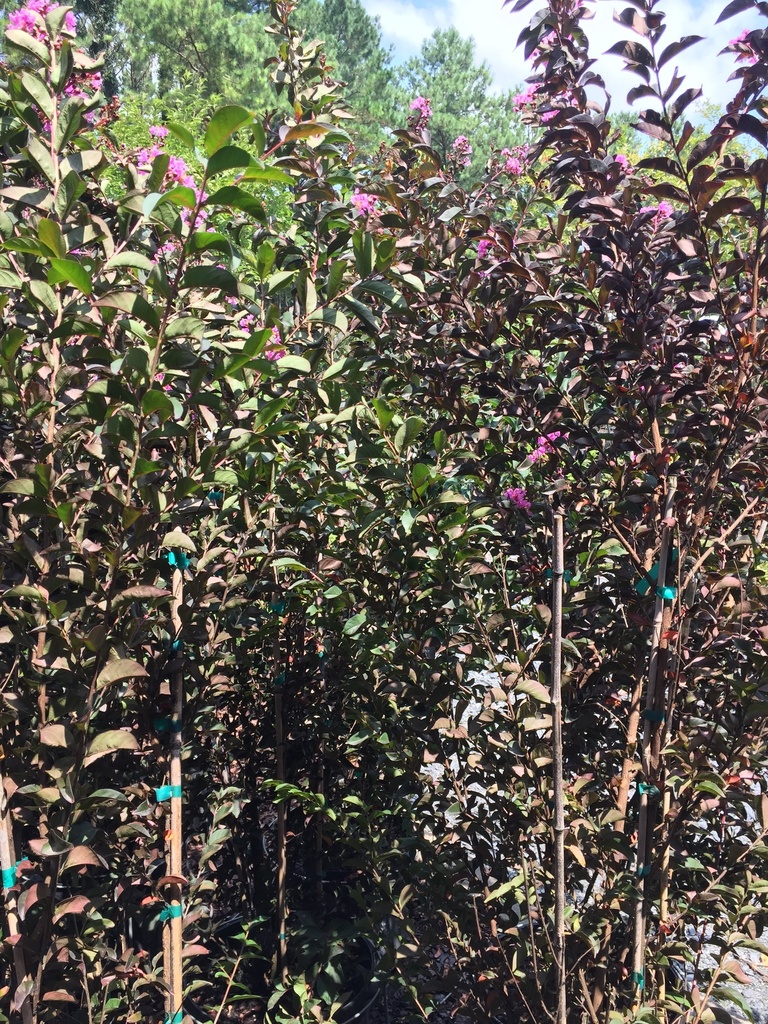 Black Diamond 'Shell Pink' Crape Myrtle - image 3