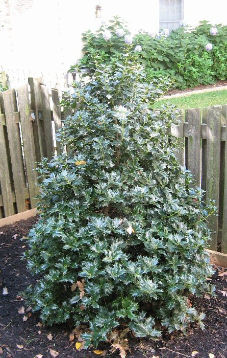 Festive Holly - B&B - image 5