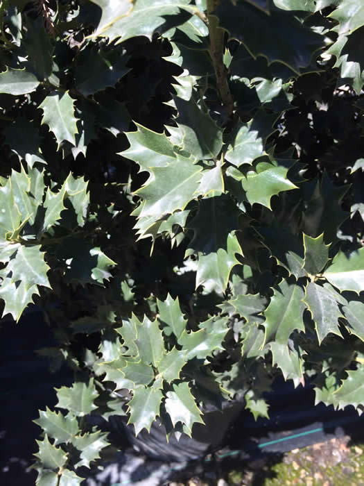 Festive Holly - B&B - image 6