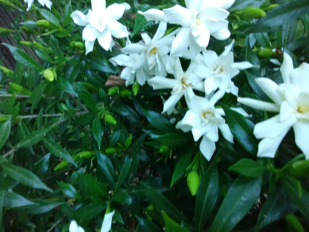 Frostproof Gardenia - Fragrant Evergreen Flowering Shrub - image 2