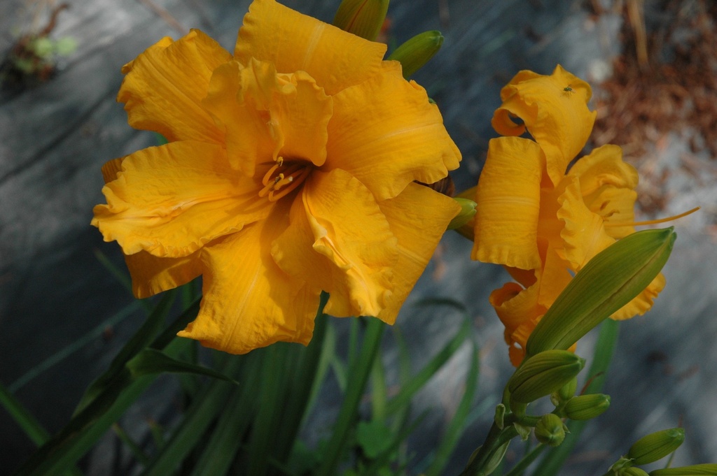Prester John Daylily - Fragrant Golden Yellow Double Blooms - image 2