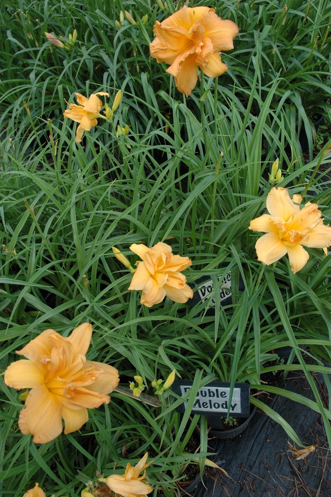 Double Melody Daylily – Hemerocallis 'Double Melody' - image 2