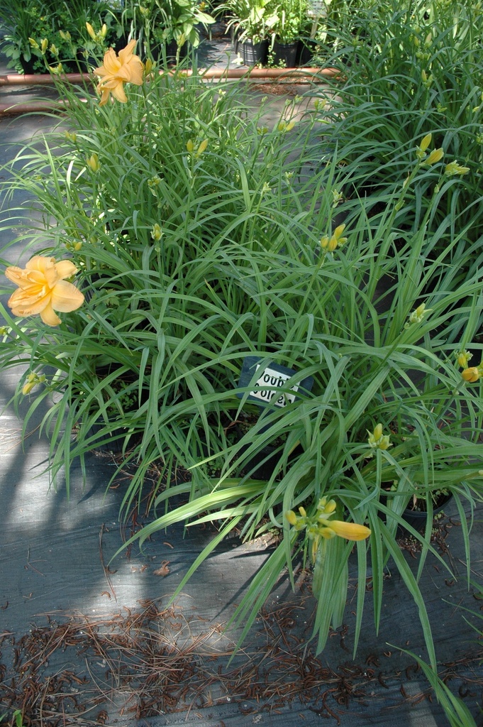 Double Melody Daylily – Hemerocallis 'Double Melody' - image 3