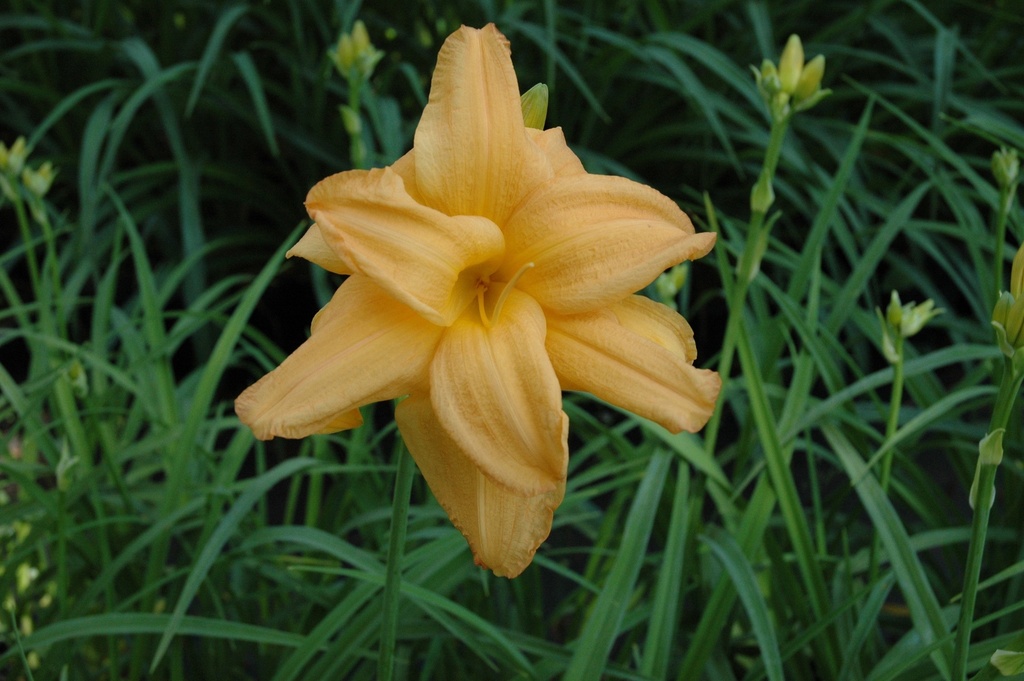 Double Melody Daylily – Hemerocallis 'Double Melody' - image 4