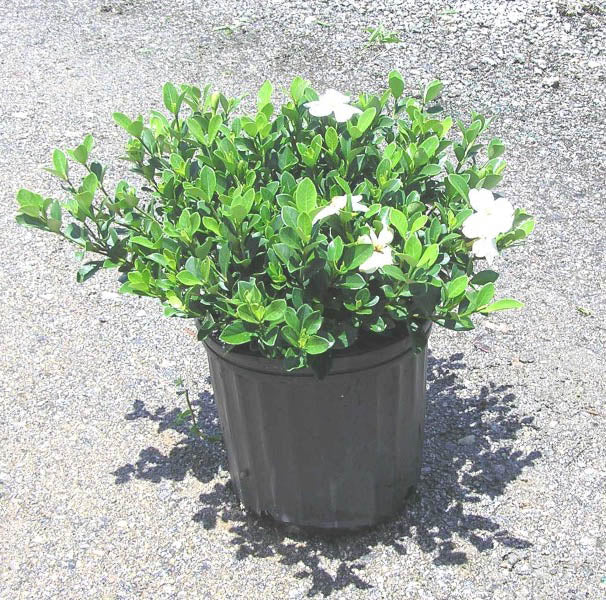 Kleim's Hardy Gardenia - Fragrant Evergreen Flowering Shrub - image 2
