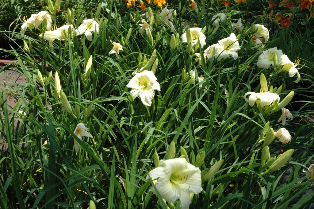 Joan Senior Daylily - Fragrant Near-White Rebloomer - image 2