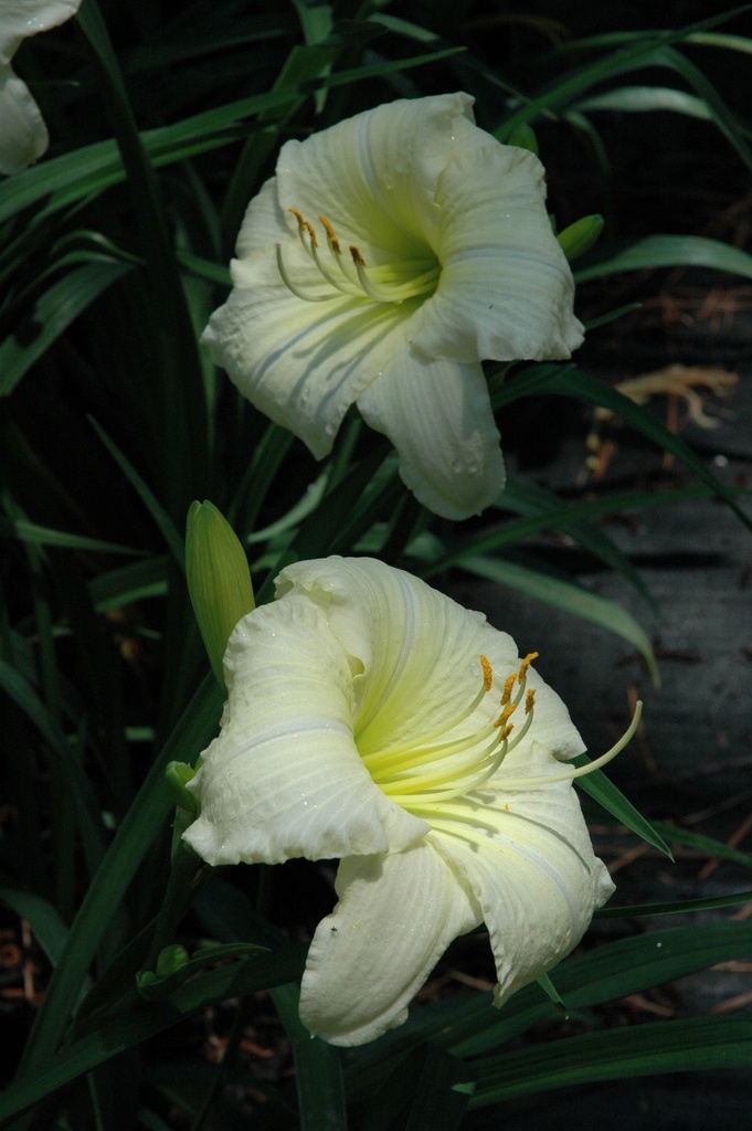 Joan Senior Daylily - Fragrant Near-White Rebloomer - image 3