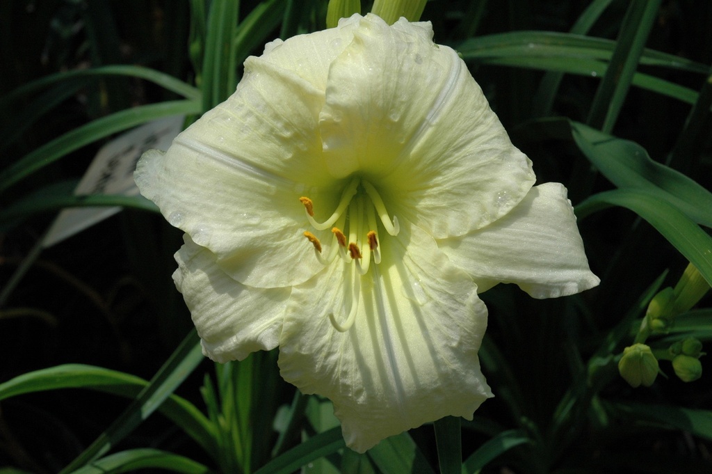 Joan Senior Daylily - Fragrant Near-White Rebloomer - image 4