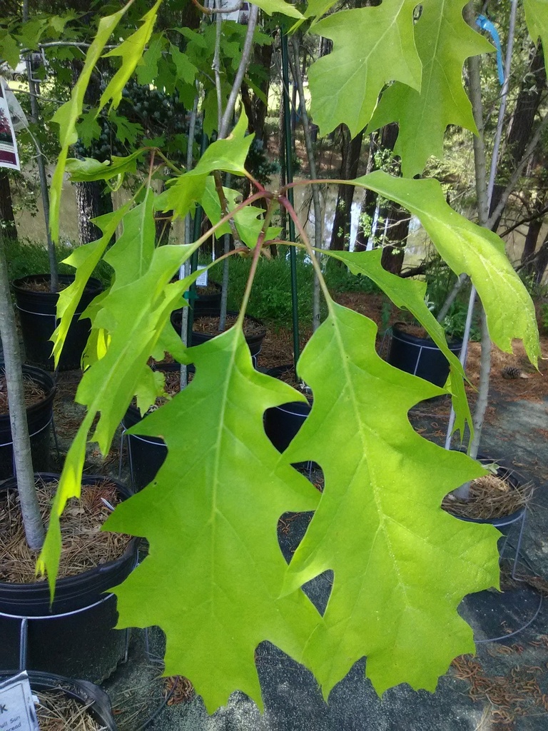Shumard Oak - Native Shade Tree - image 2
