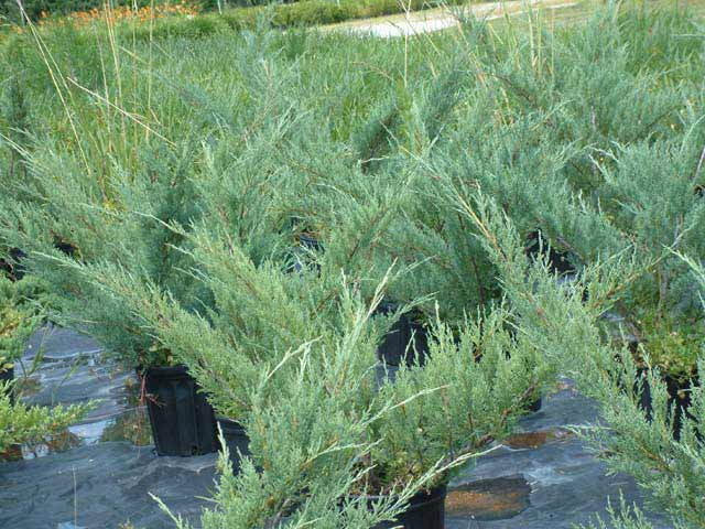Blue Pfitzer Juniper | Silvery-Blue Evergreen Shrub - image 2