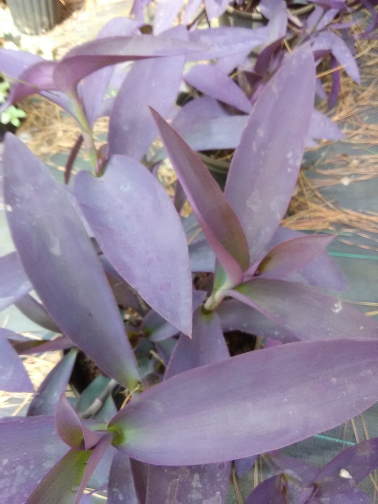 Purple Heart 'Purple Queen' Ground Cover - image 2