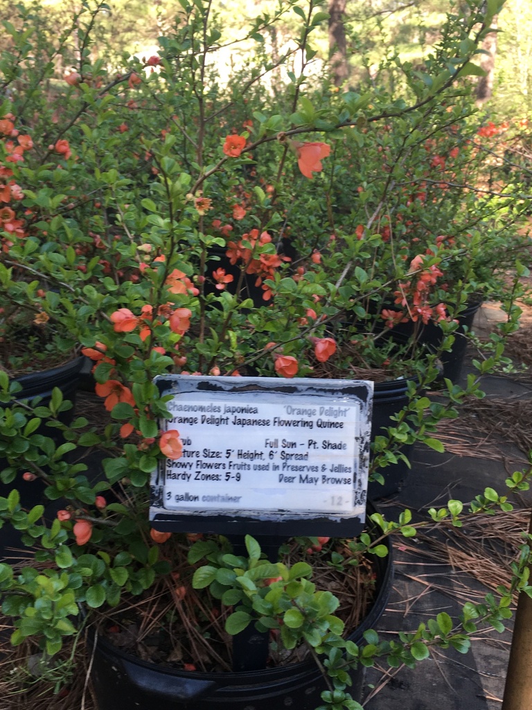 Orange Delight Japanese Flowering Quince - image 2