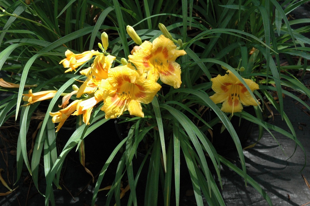 Black Eyed Stella Daylily - Hemerocallis 'Black Eyed Stella' - image 2