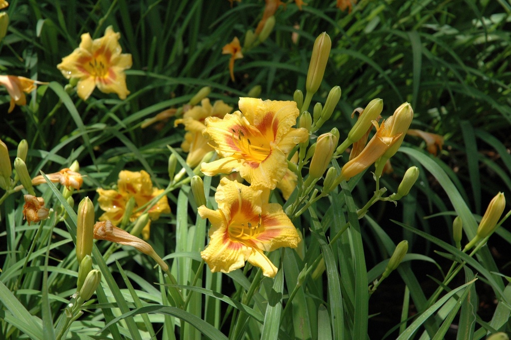 Black Eyed Stella Daylily - Hemerocallis 'Black Eyed Stella' - image 3