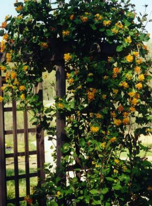 Yellow Honeysuckle (Lonicera flava) - Native Flowering Vine - image 2