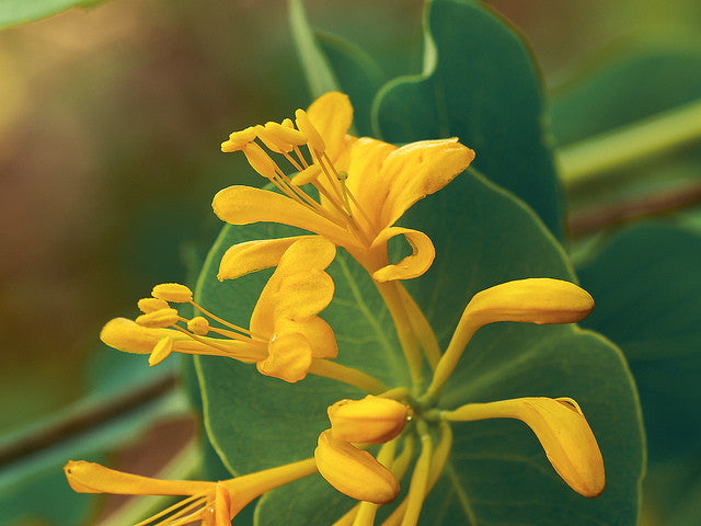 Yellow Honeysuckle (Lonicera flava) - Native Flowering Vine - image 3