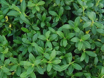 Soft Touch Japanese Holly | Ilex crenata 'Soft Touch' - image 2