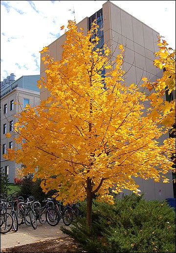 Norway Maple (Acer platanoides) - B&B - image 2
