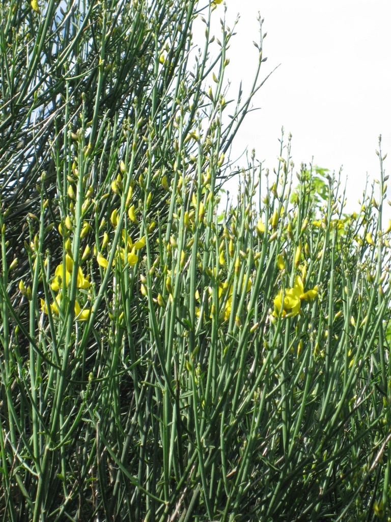 Spanish Broom (Weaver's Broom) - Spartium junceum - image 3