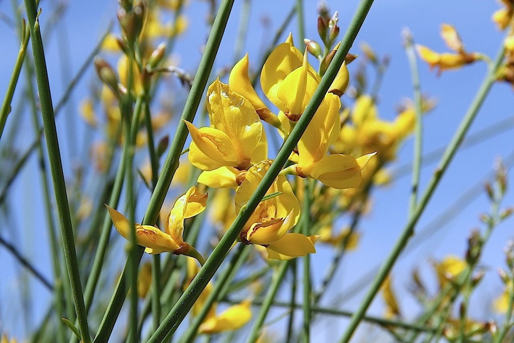 Spanish Broom (Weaver's Broom) - Spartium junceum - image 4