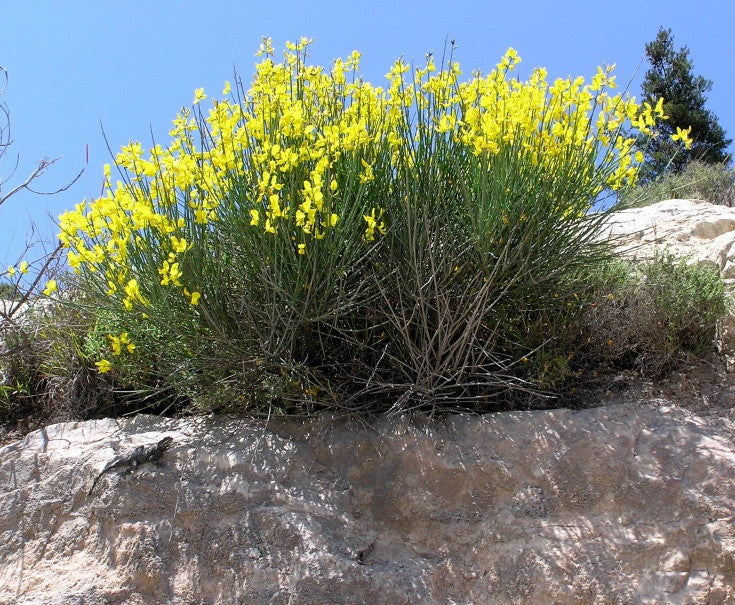 Spanish Broom (Weaver's Broom) - Spartium junceum - image 5