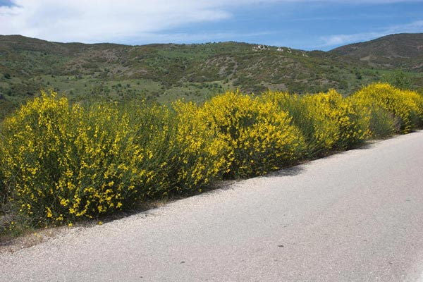 Spanish Broom (Weaver's Broom) - Spartium junceum - image 6