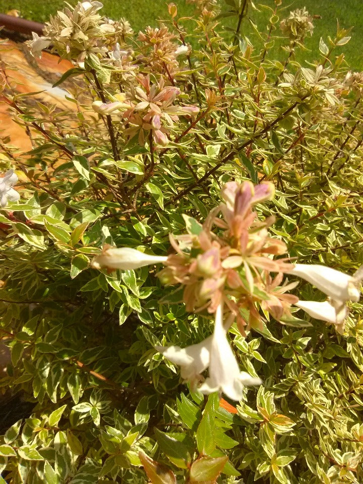 Radiance Abelia – Variegated Evergreen Flowering Shrub - image 2
