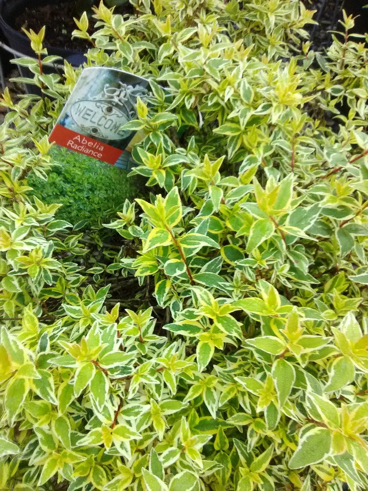 Radiance Abelia – Variegated Evergreen Flowering Shrub - image 3