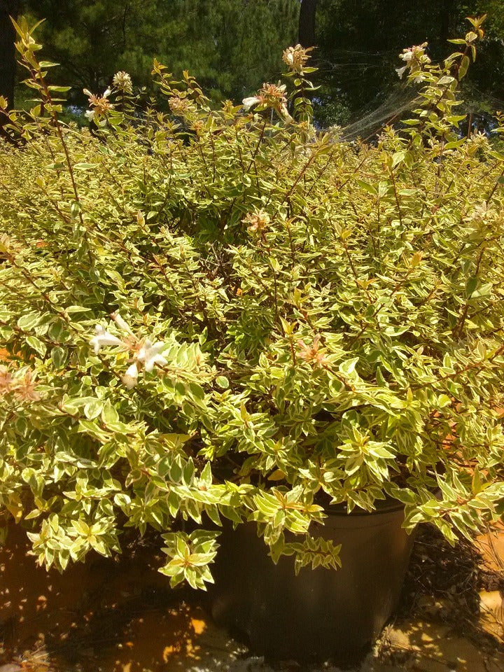 Radiance Abelia – Variegated Evergreen Flowering Shrub - image 4