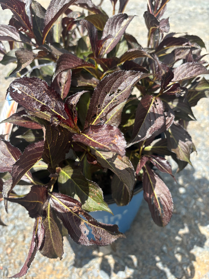 Electric Love Weigela - Compact Red Flowering Shrub - image 2