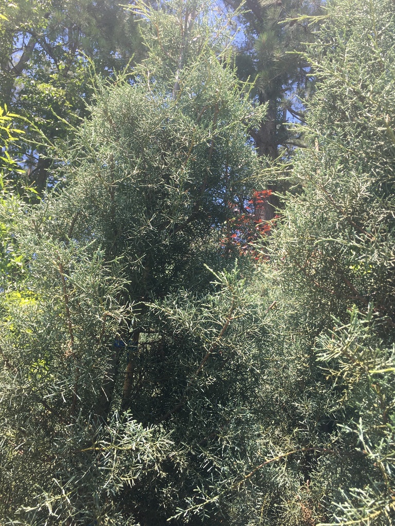 Carolina Sapphire Arizona Cypress - image 2