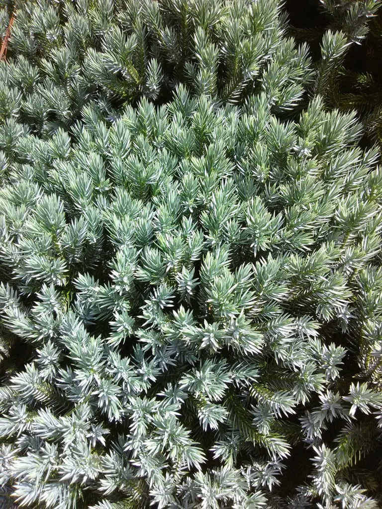 Blue Star Juniper Topiary Standard - image 2