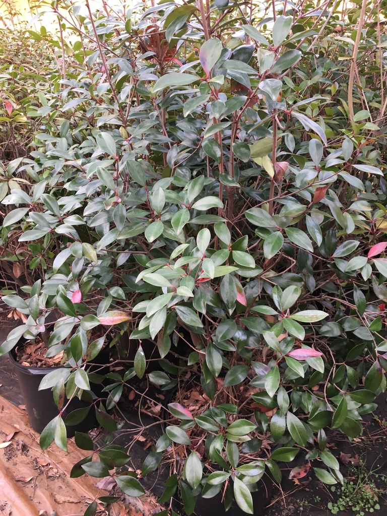 Japanese Cleyera (Ternstroemia gymnanthera) - Evergreen Shrub - image 2