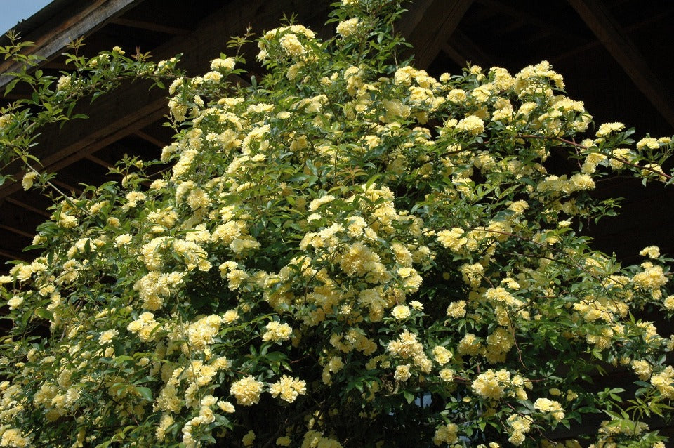Lady Banks Yellow Climbing Rose (Rosa banksiae 'Lutea') - image 2