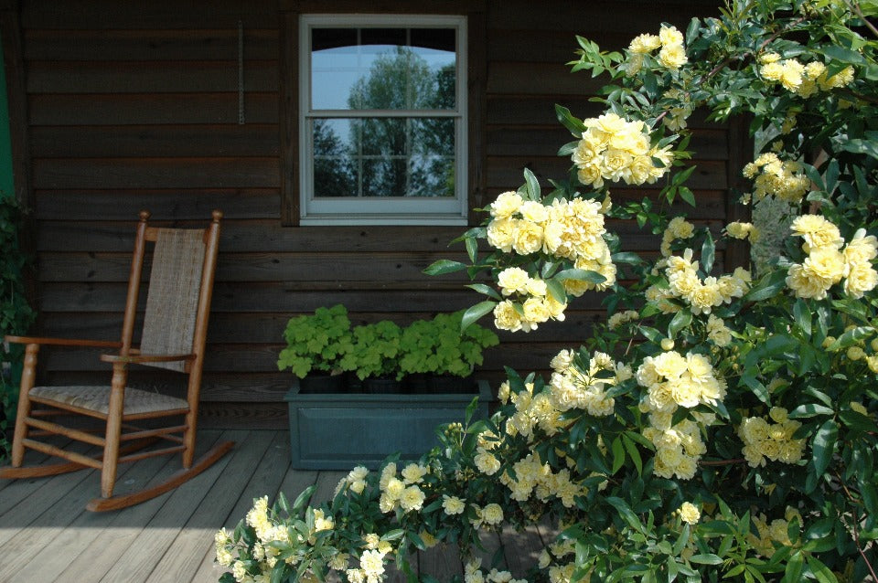 Lady Banks Yellow Climbing Rose (Rosa banksiae 'Lutea') - image 3