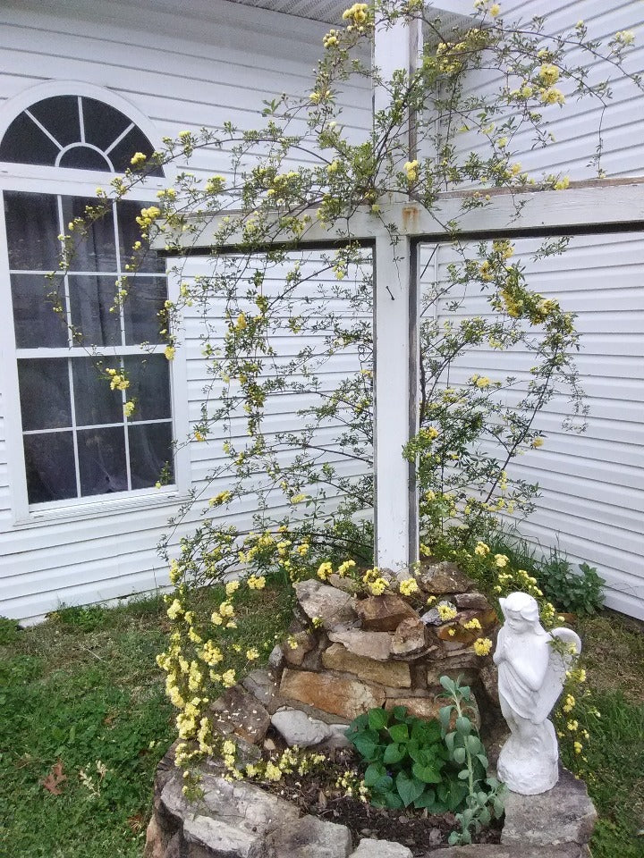 Lady Banks Yellow Climbing Rose (Rosa banksiae 'Lutea') - image 4