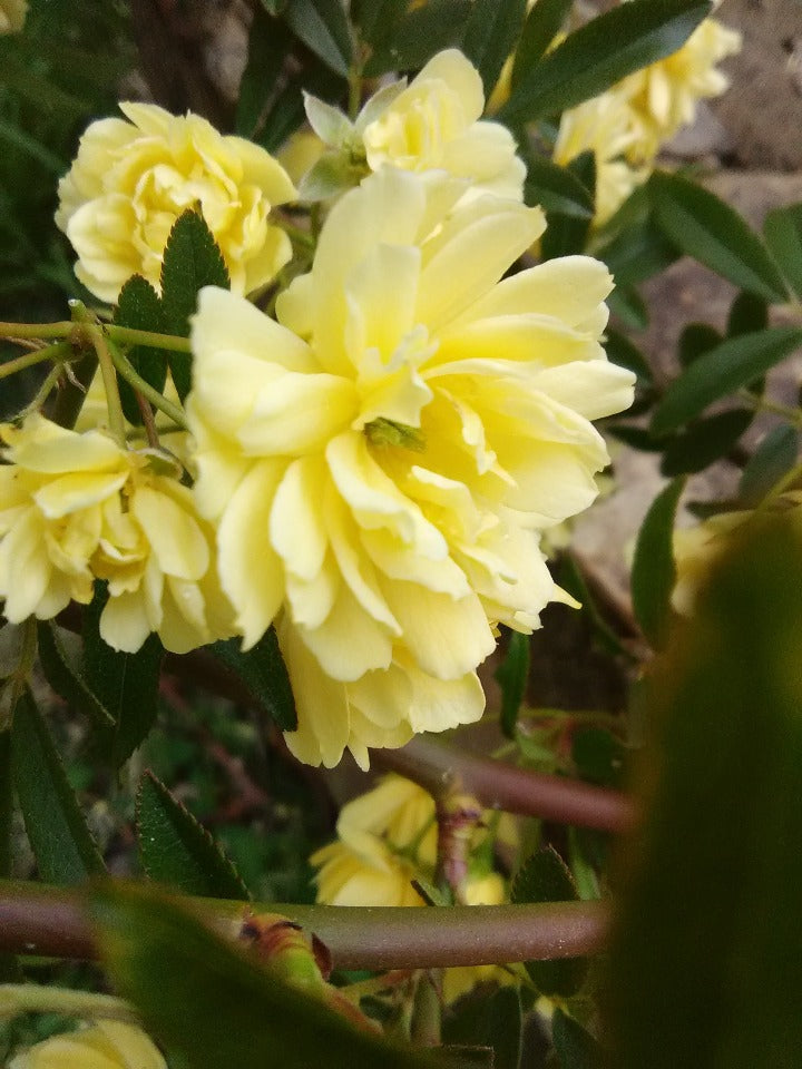 Lady Banks Yellow Climbing Rose (Rosa banksiae 'Lutea') - image 5