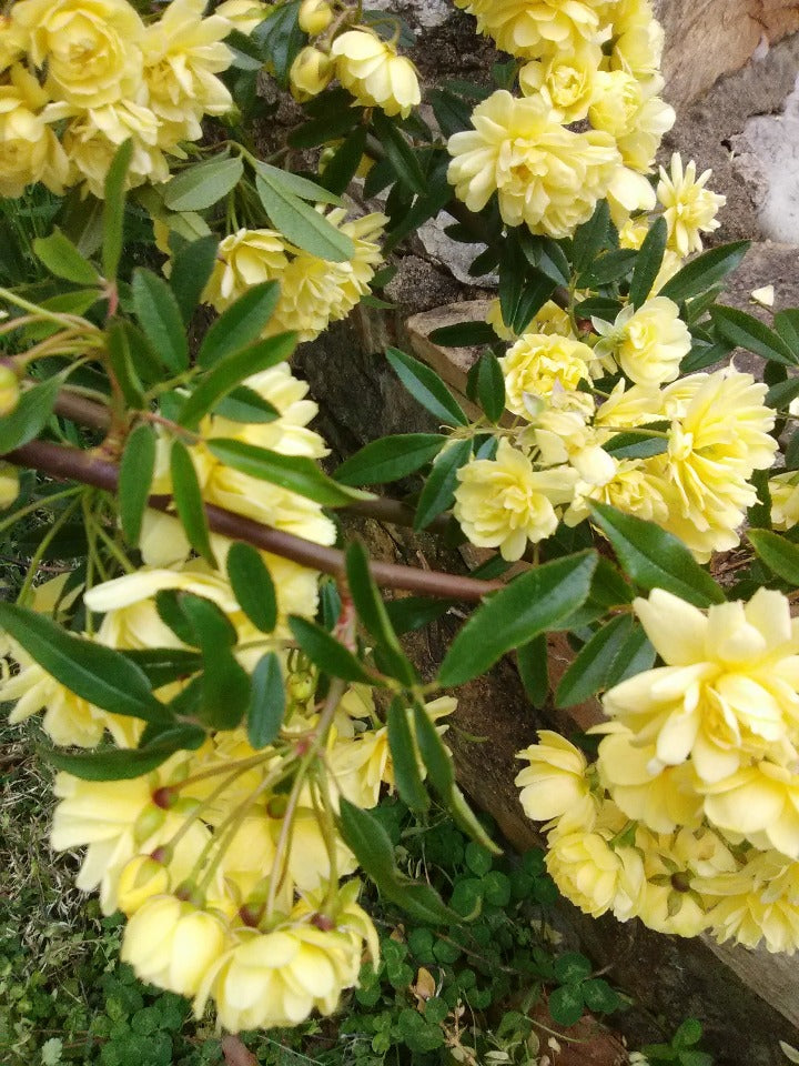 Lady Banks Yellow Climbing Rose (Rosa banksiae 'Lutea') - image 6