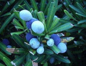 Podocarpus (Japanese Yew Pine) - Evergreen Screening Tree - image 2