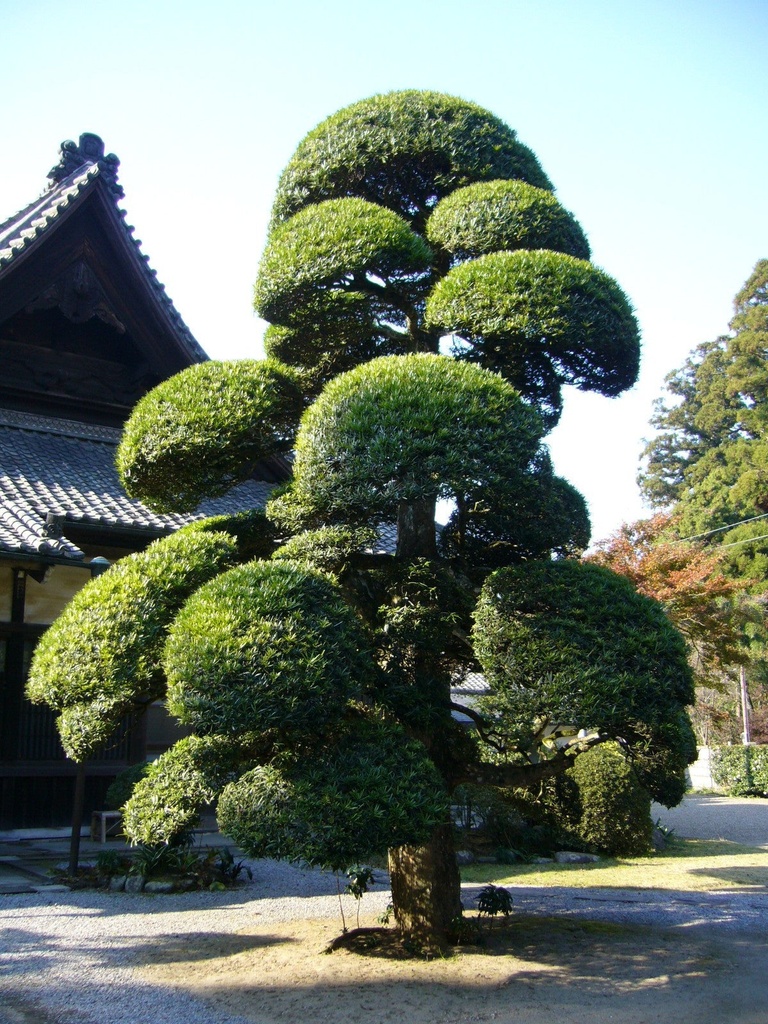 Podocarpus (Japanese Yew Pine) - Evergreen Screening Tree - image 3