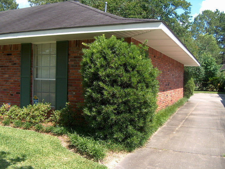 Podocarpus (Japanese Yew Pine) - Evergreen Screening Tree - image 4