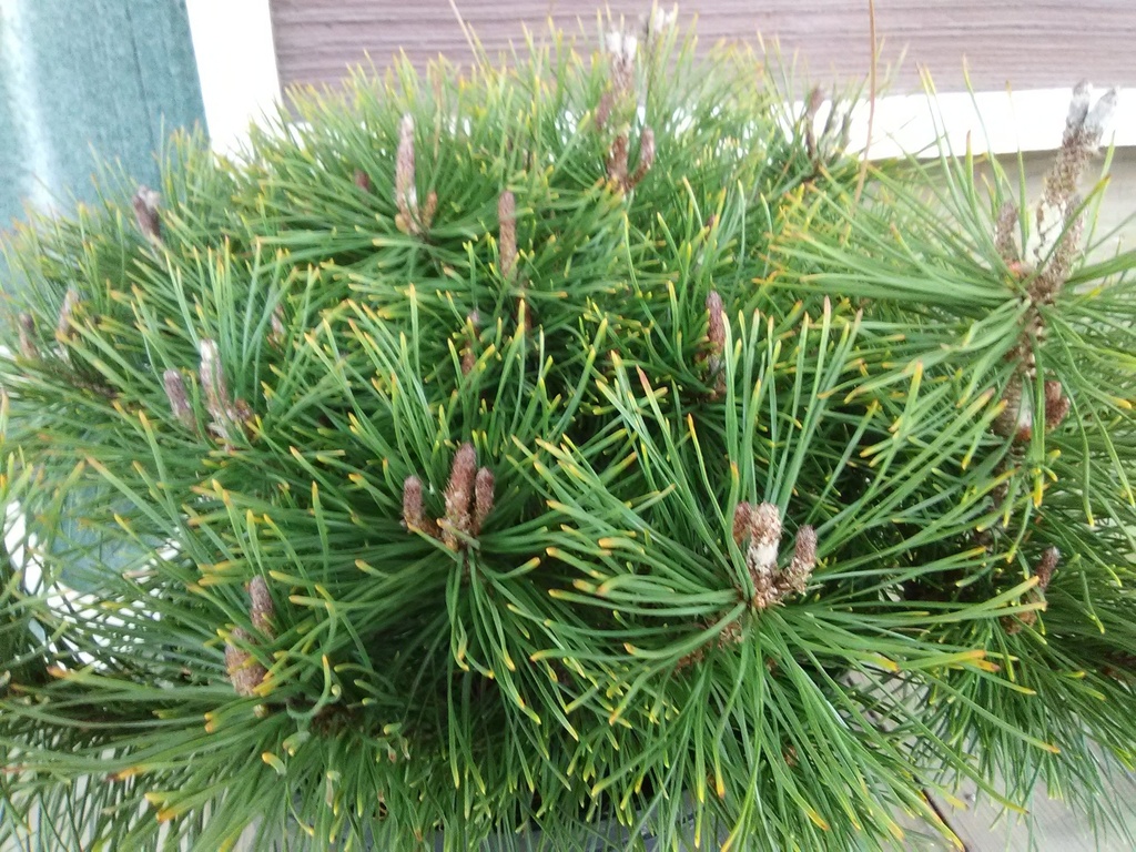 Dwarf Mugo Pine - Pinus mugo 'Pumilio' - image 2