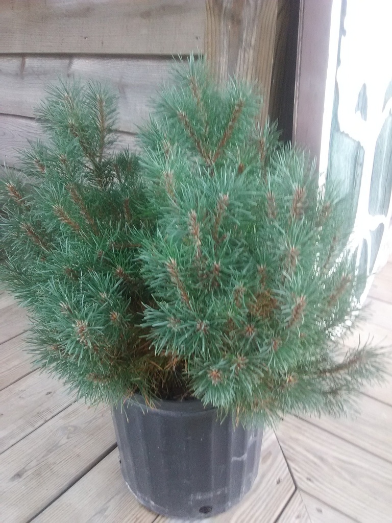 Dwarf Mugo Pine - Pinus mugo 'Pumilio' - image 3