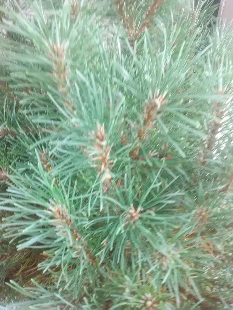 Dwarf Mugo Pine - Pinus mugo 'Pumilio' - image 4