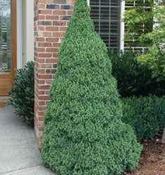 Dwarf Alberta Spruce (Picea glauca 'Conica') - image 2