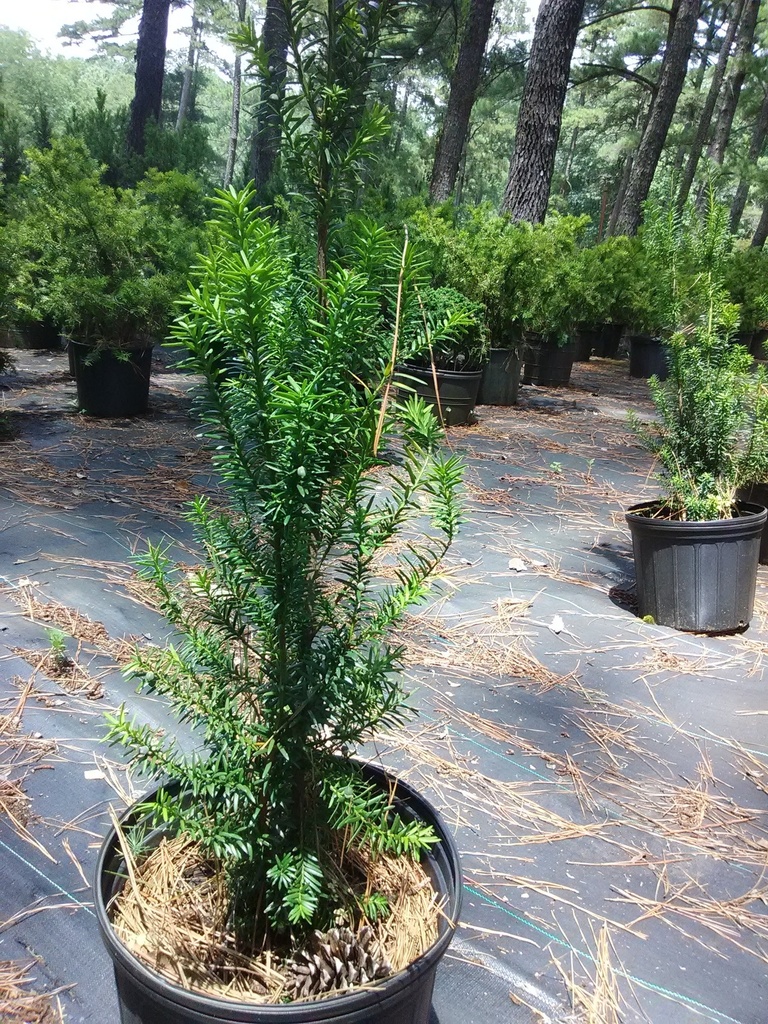 Norway Spruce - Picea abies - image 2