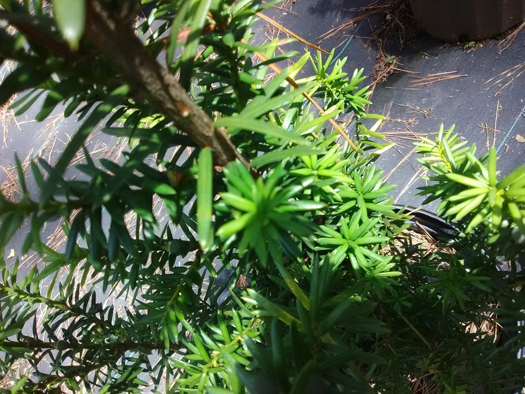 Norway Spruce - Picea abies - image 3